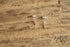 Dolphin Stud Earrings
